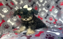 Miniature Schnauzer dogs for sale: Lilo - Image 10