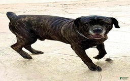 Cane Corso dogs for sale: Zeena - Image 4