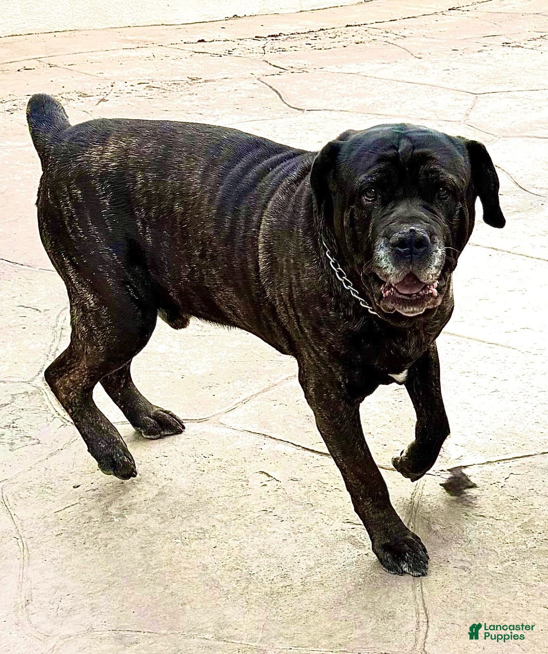 Cane Corso dogs for sale: Zeena - Image 4