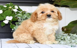 Cavapoo dogs for sale: Brandon - Image 7