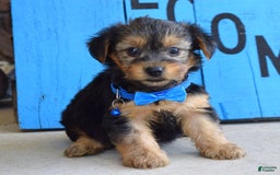 Yorkshire Terrier dogs for sale: Audi - Image 4