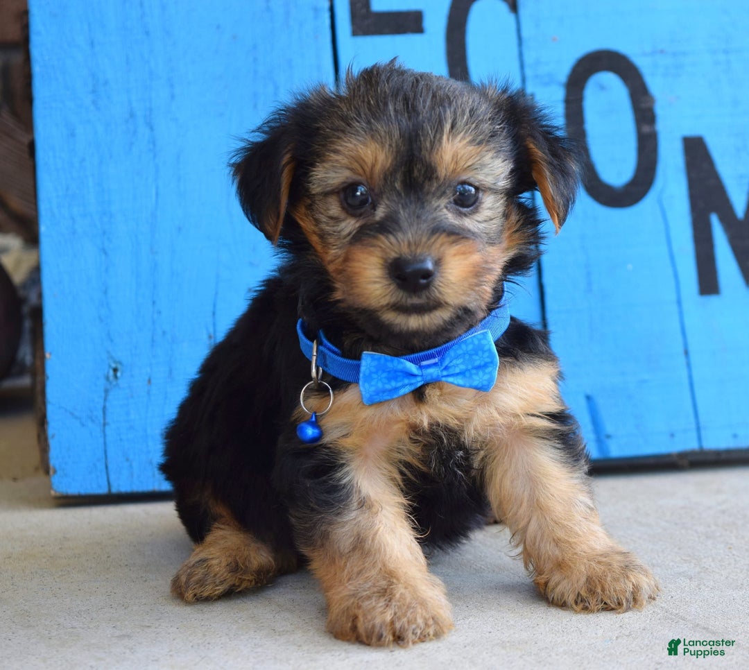 Yorkshire Terrier dogs for sale: Audi - Image 4