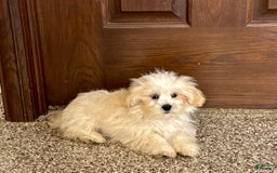 Lhasa Apso dogs for sale: Joey - Image 7