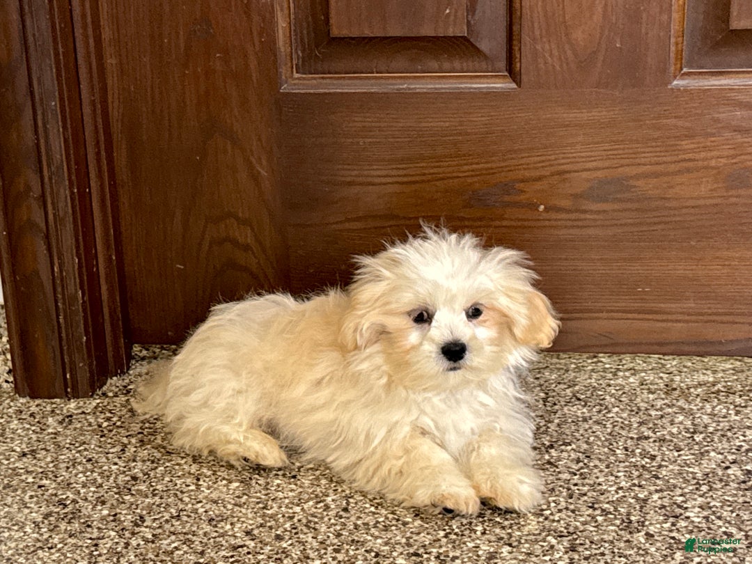 Lhasa Apso dogs for sale: Joey - Image 7