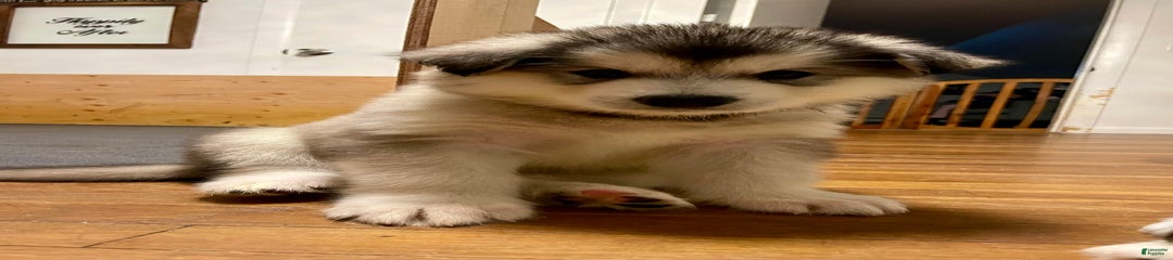 Tundra
