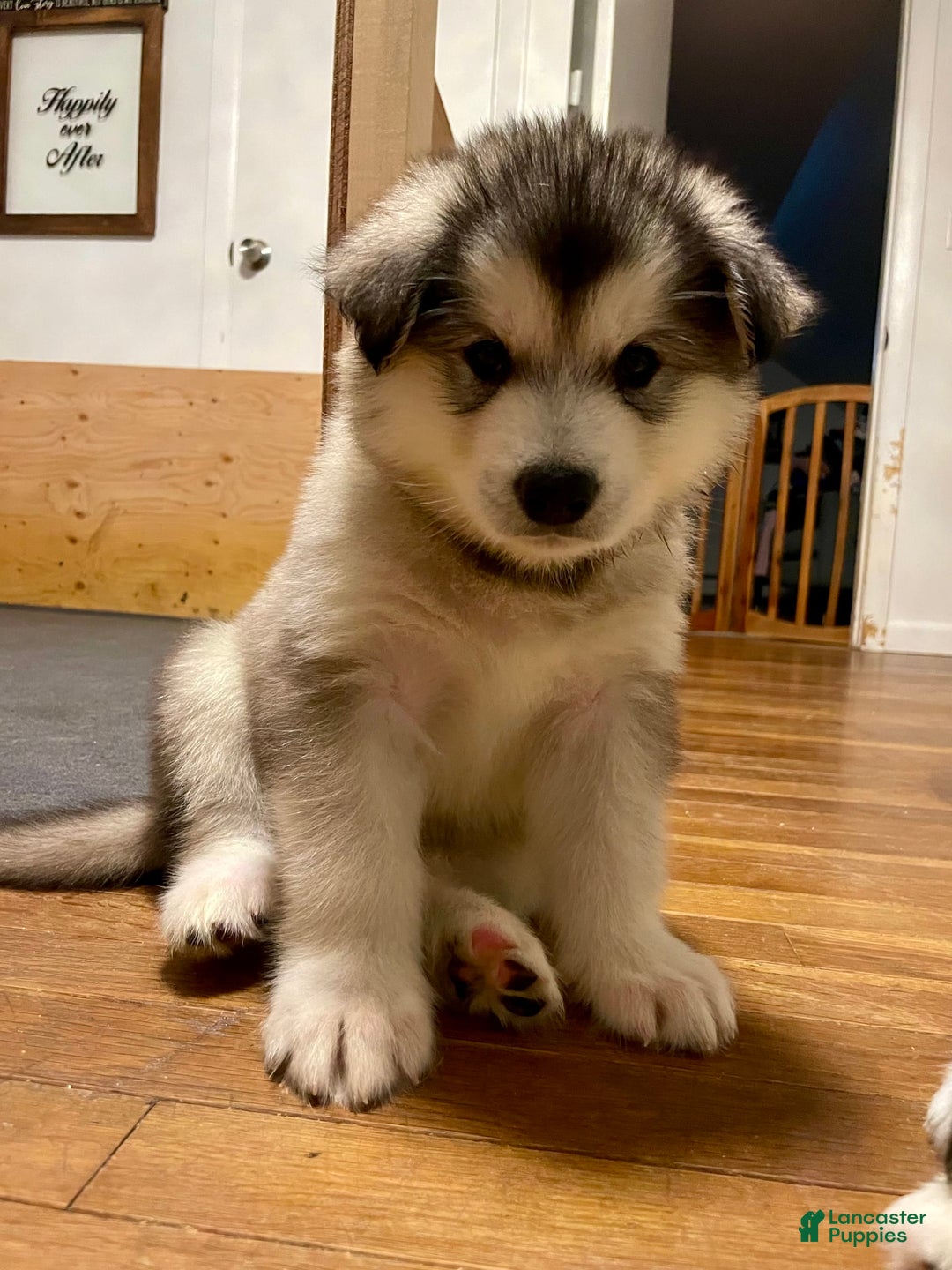 Alaskan Malamute dogs for sale: Tundra - Image 1