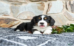 Miniature Bernese Mountain Dog dogs for sale: Cedar - Image 2