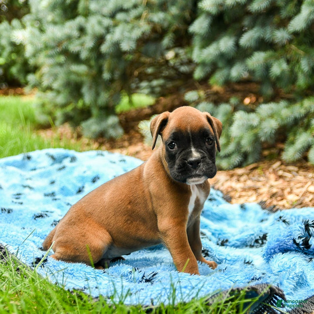 Boxer dogs for sale: Harley - Image 5