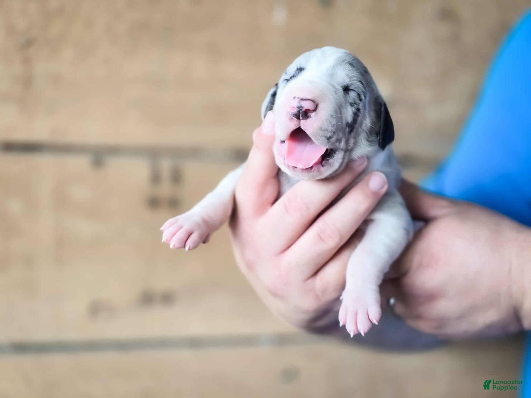 Great Dane dogs for sale: Luke - Image 1