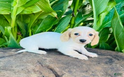 Miniature Dachshund dogs for sale: Carrie LH - Image 9