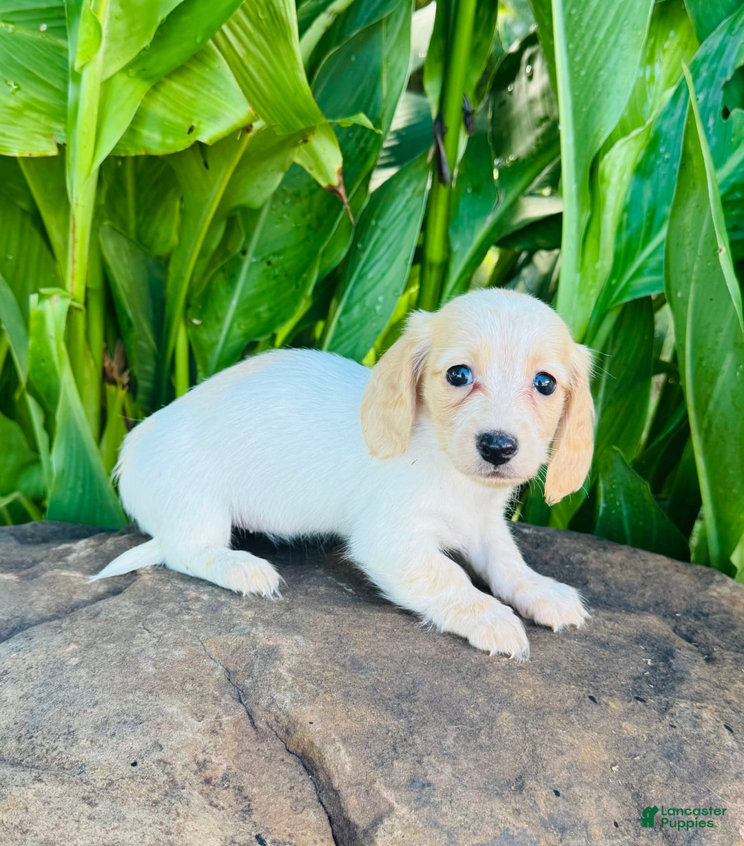 Miniature Dachshund dogs for sale: Carrie LH - Image 9