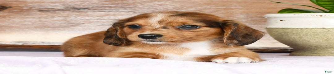 Archie