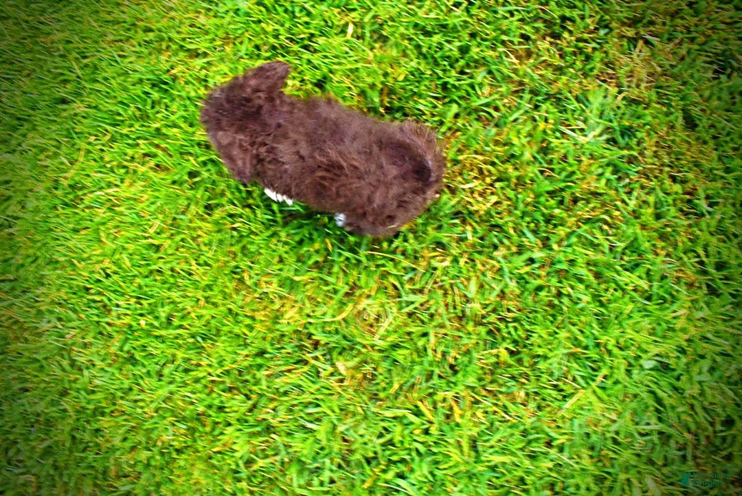 Havapoo dogs for sale: Benson - Image 8