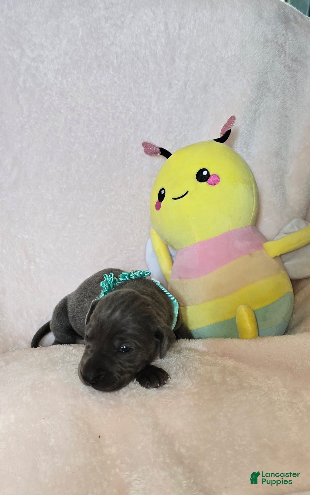 Great Dane dogs for sale: Sky - Image 16