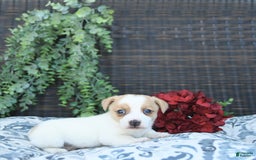 Jack Russell Terrier dogs for sale: Ranger - Image 4