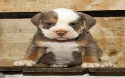Beabull dogs for sale: Finn - Image 6