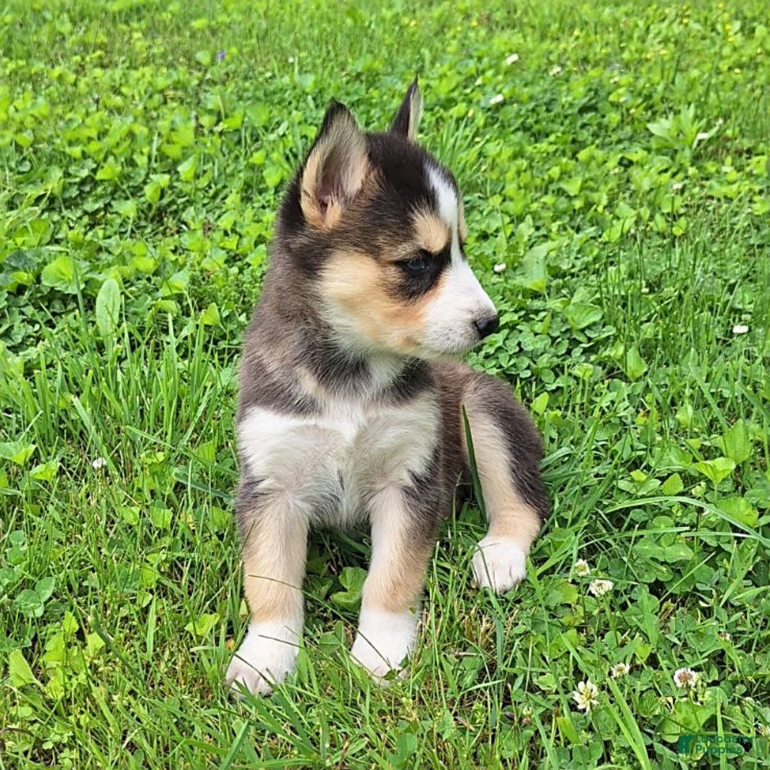 Gerberian Shepsky dogs for sale: Sue - Image 3