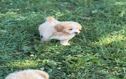 Pomapoo dogs for sale: Petey - Image 2