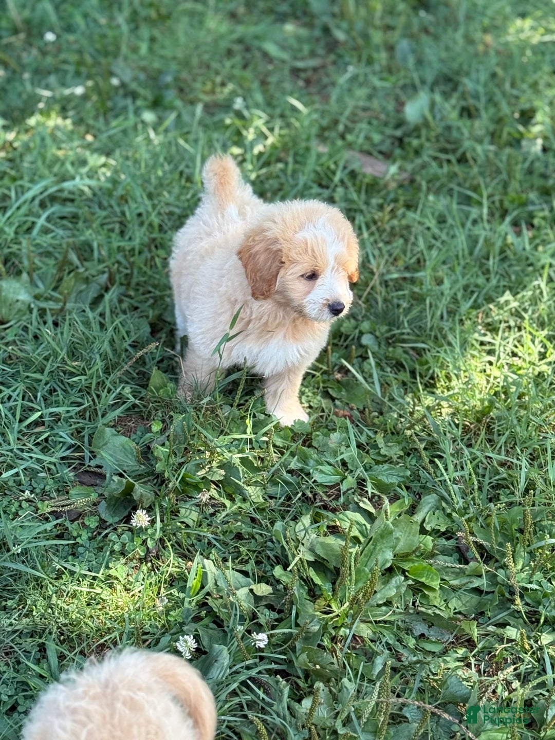 Pomapoo dogs for sale: Petey - Image 2