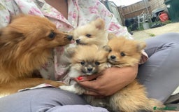 Pomeranian dogs for sale: Jamie - Image 5