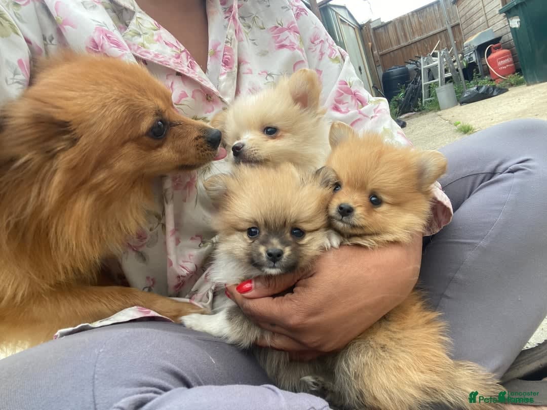Pomeranian dogs for sale: Jamie - Image 5