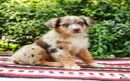 Australian Shepherd dogs for sale: Mikey - Image 6