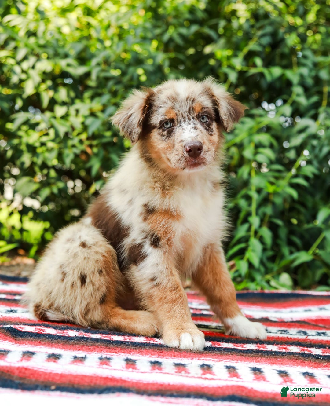 Australian Shepherd dogs for sale: Mikey - Image 6