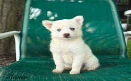 Pomsky dogs for sale: Rome - Image 1