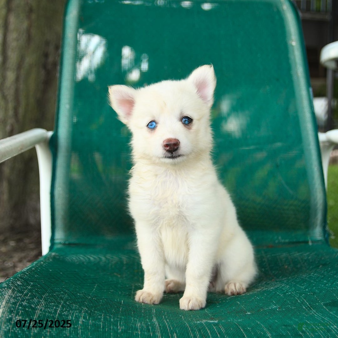 Pomsky dogs for sale: Rome - Image 1