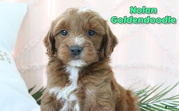 Goldendoodle dogs for sale: Nolan - Image 1