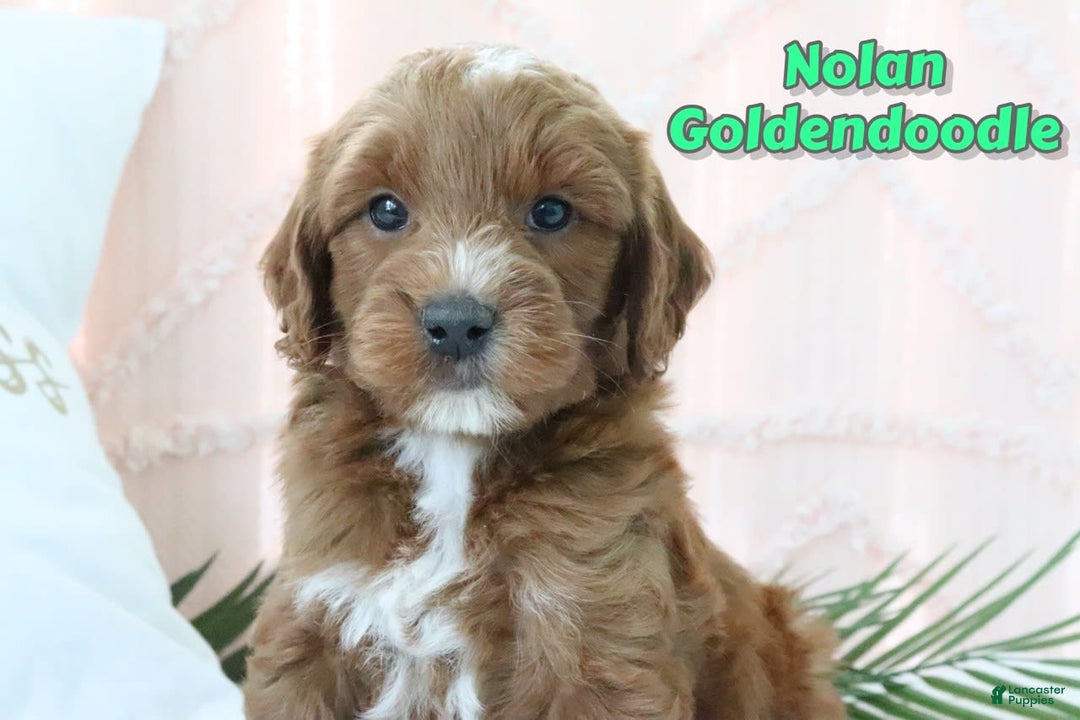 Goldendoodle dogs for sale: Nolan - Image 1