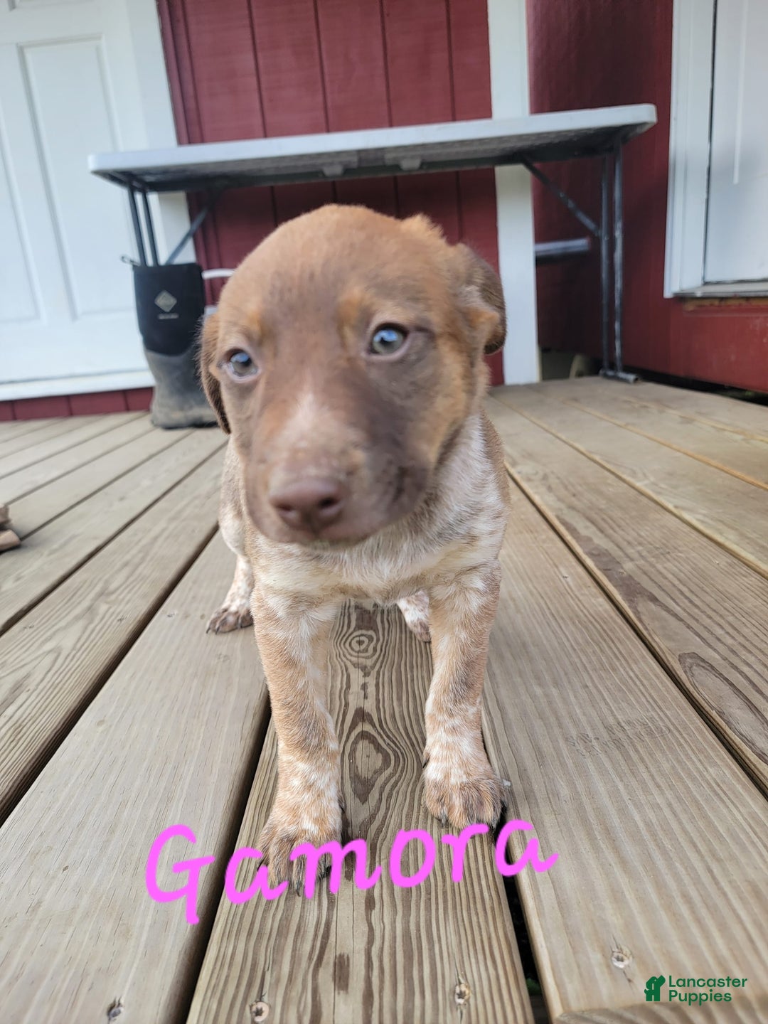 Australian Cattle Dog dogs for sale: Gamora - Image 1