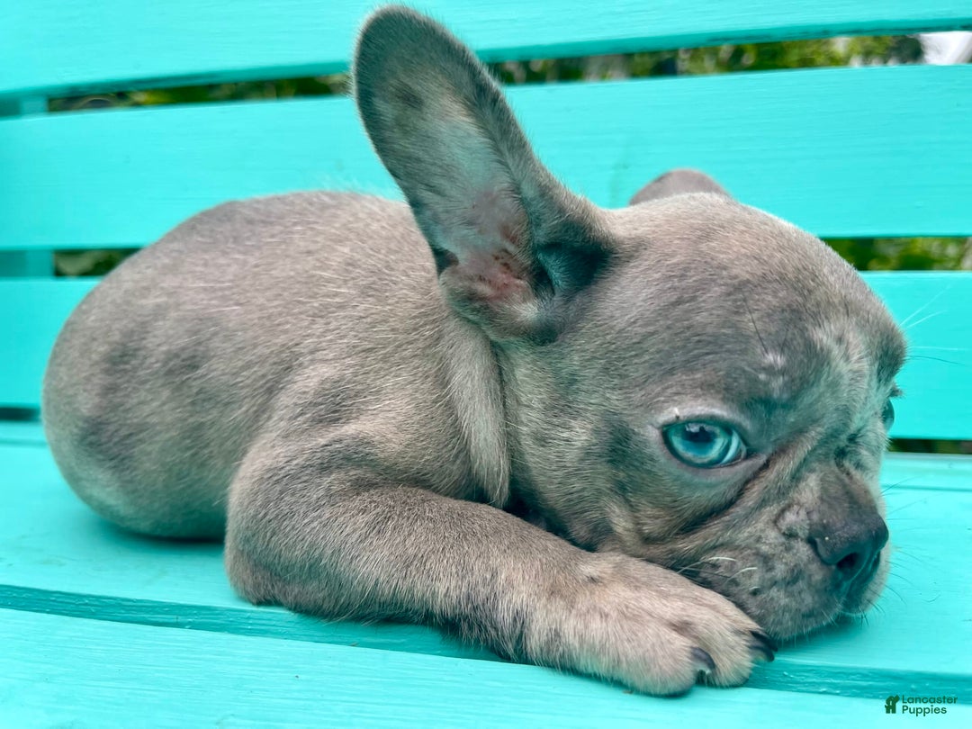 French Bulldog dogs for sale: Luna - Image 27