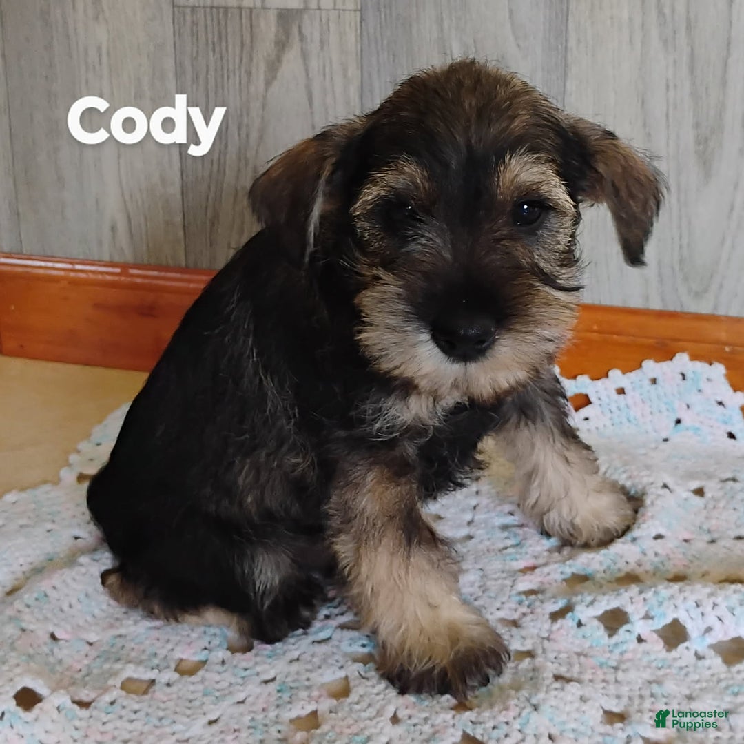 Miniature Schnauzer dogs for sale: Cody - Image 6