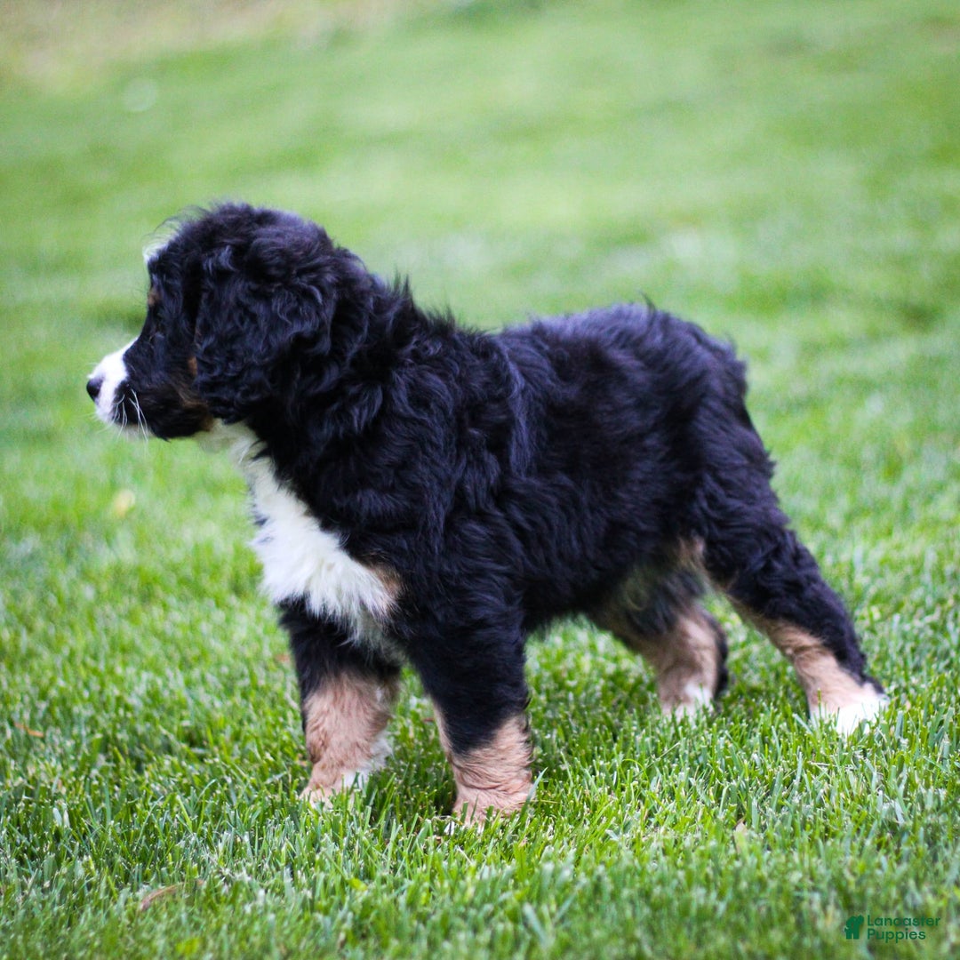 Mini Bernedoodle dogs for sale: Rue - Image 7