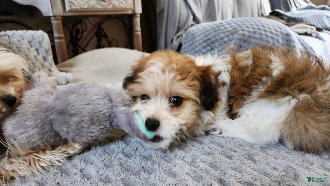 Havanese dogs for sale: Chunky Monkey - Image 4