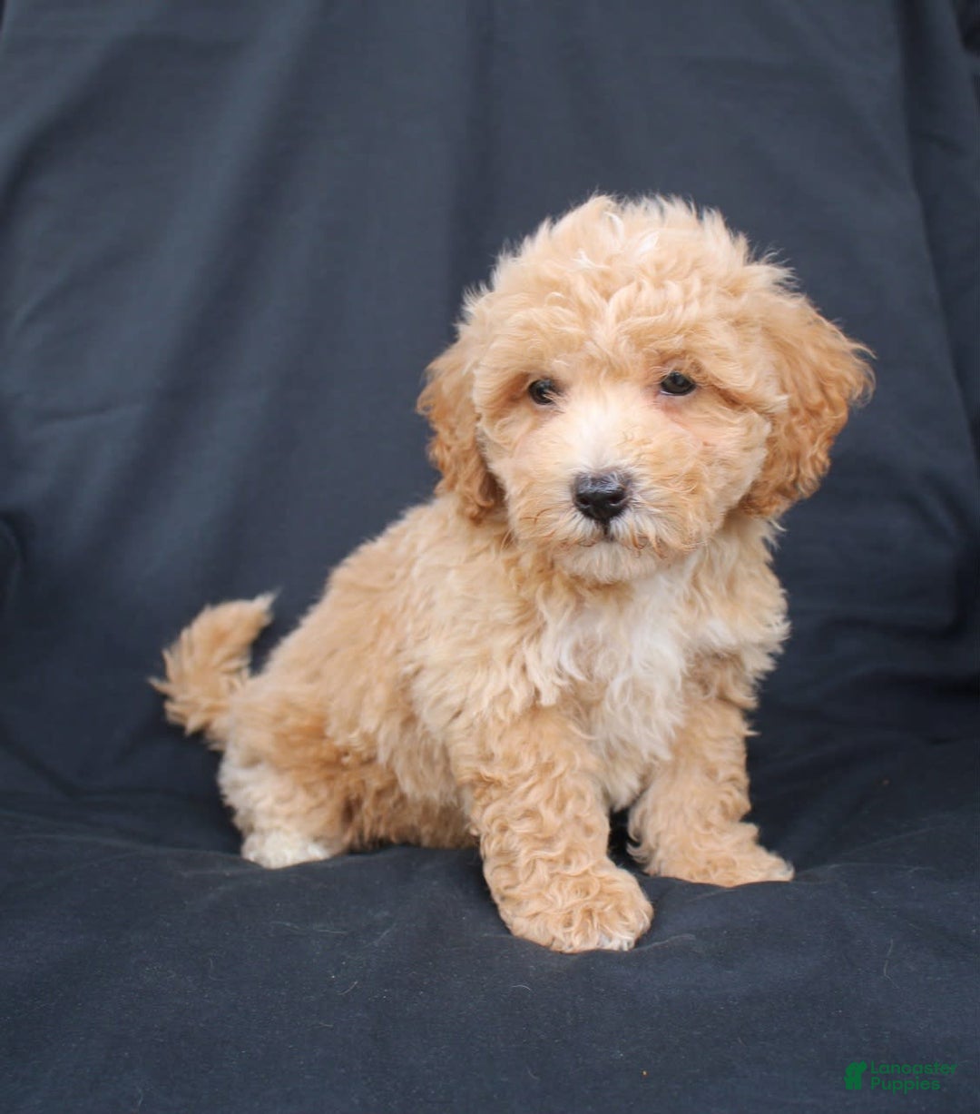 Bichpoo dogs for sale: Benny - Image 3