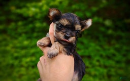 Morkie dogs for sale: "teacup" Cricket - Image 9