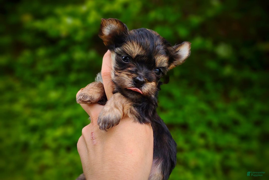Morkie dogs for sale: "teacup" Cricket - Image 9