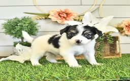 Papillon dogs for sale: Quinn - Image 1