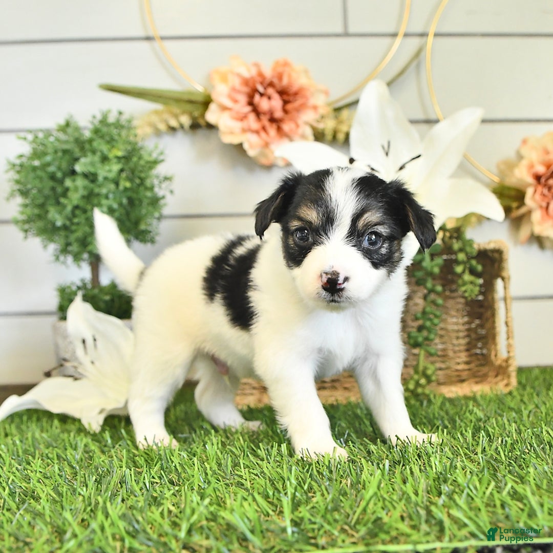 Papillon dogs for sale: Quinn - Image 1