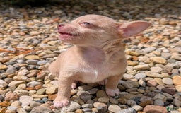 Chihuahua dogs for sale: Chihuahua 5 puppies - Image 11
