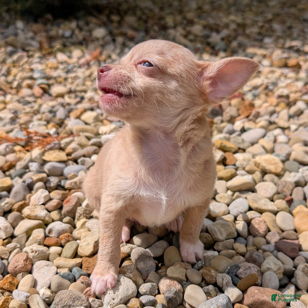 Chihuahua dogs for sale: Chihuahua 5 puppies - Image 11