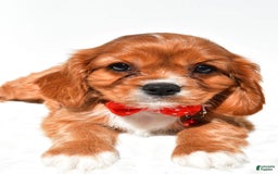 Cavalier King Charles Spaniel dogs for sale: Patrick - Image 4