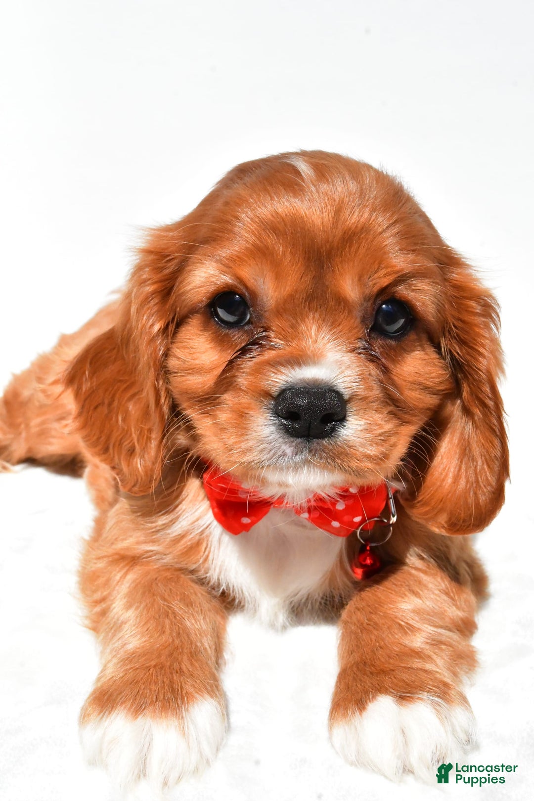 Cavalier King Charles Spaniel dogs for sale: Patrick - Image 4
