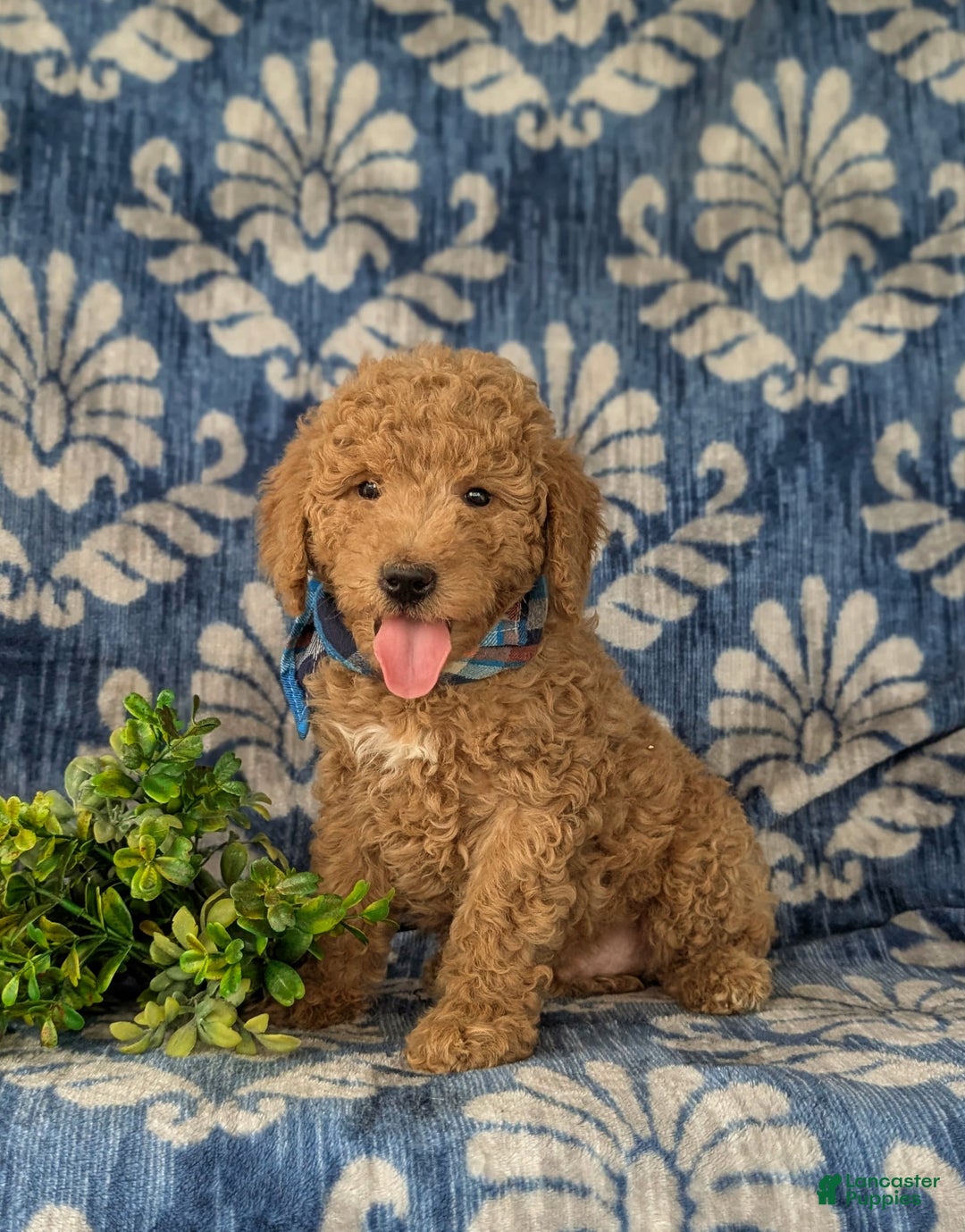 Mini Goldendoodle dogs for sale: Harris Hypoallergenic - Image 2