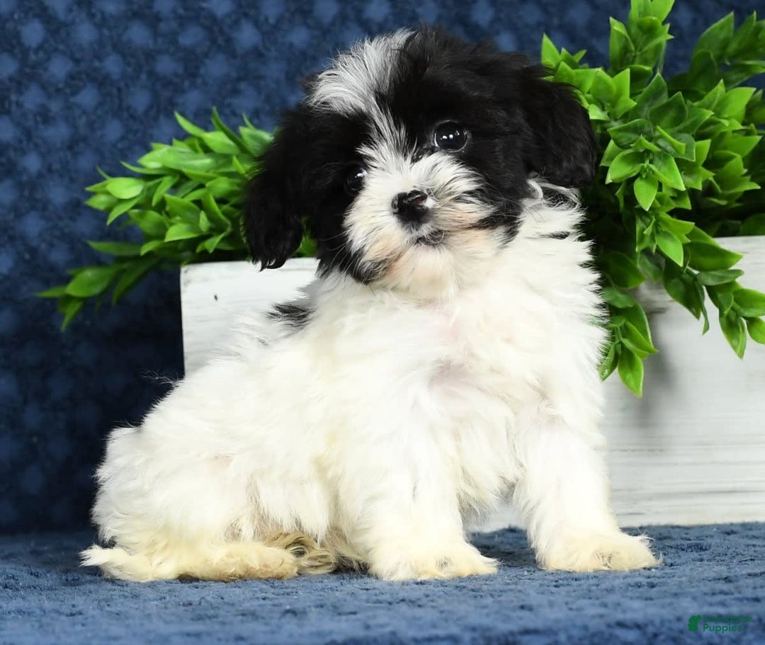 Havapoo dogs for sale: Wesley - Image 13