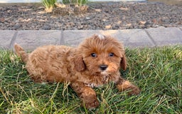 Cavapoo dogs for sale: Henry - Image 4