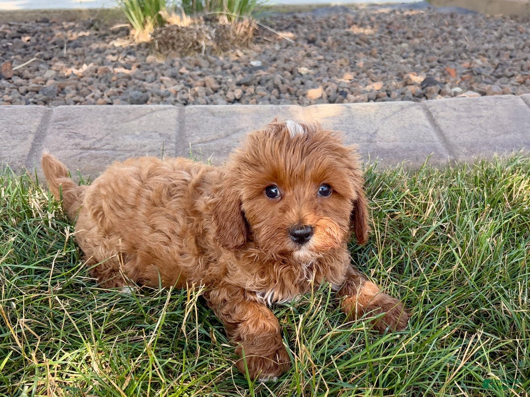 Cavapoo dogs for sale: Henry - Image 4