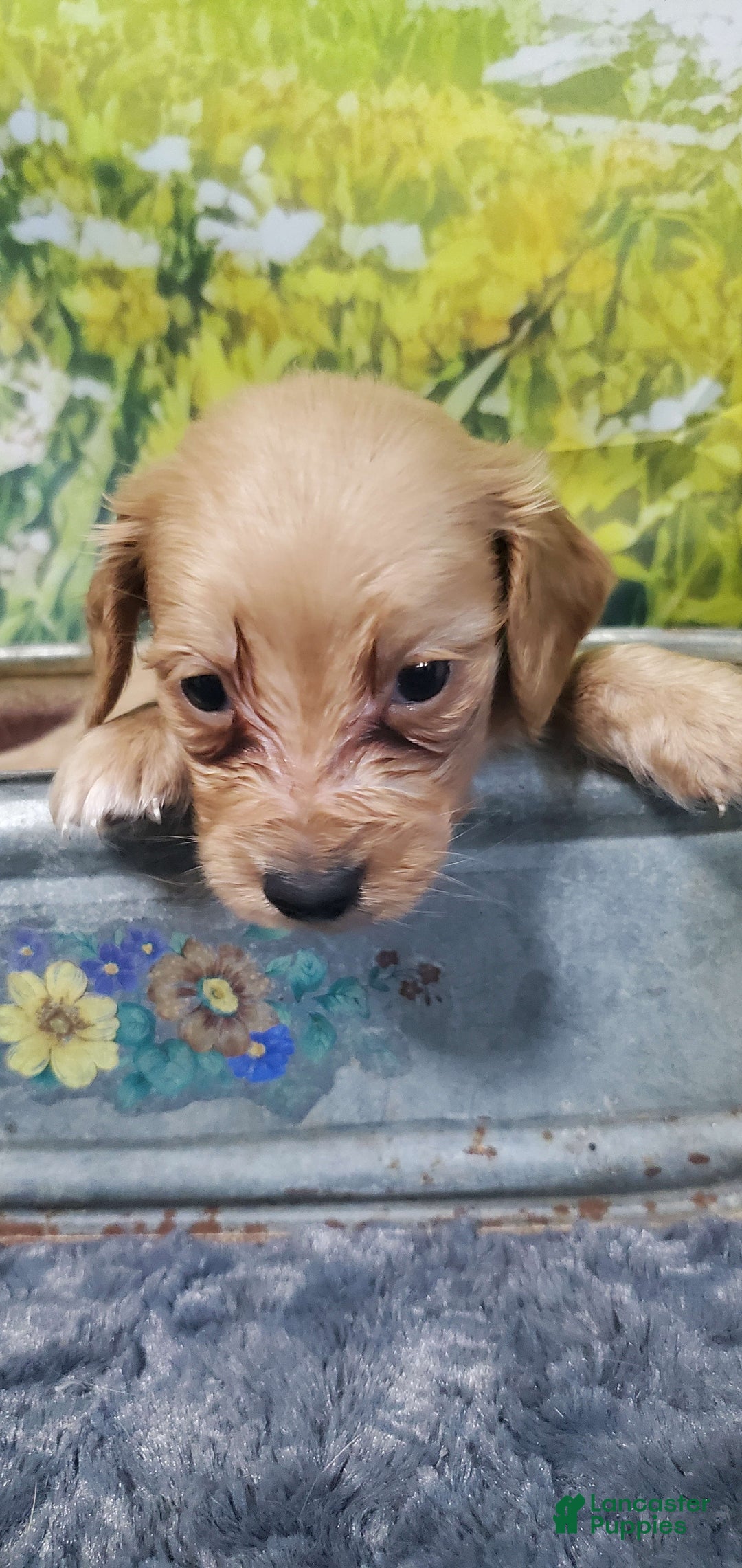 Miniature Dachshund dogs for sale: Creme - Image 2